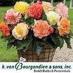 Van Bourgondien Dutch Bulbs coupons and promo codes
