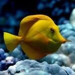 Fair Wind Cruises coupons and promo codes