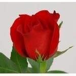 Larosasflowers.com coupons and promo codes