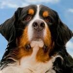 Pets-Warehouse.com coupons and promo codes