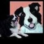Petstudioart.com coupons and promo codes