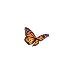 Bliss Organics coupons and promo codes