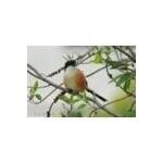 ATS Dothan coupons and promo codes