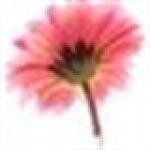 Stay Lifted coupons and promo codes