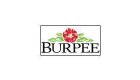 Burpee